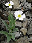 Ranunculus amplexicaulis