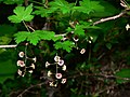 Wenatchee National Forest