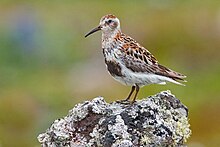 Rock Sandpiper.jpg