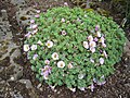 Oxalis enneaphylla in the Reykjavik Botanic Garden