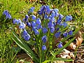 * Nomination (Scilla siberica) -- Famberhorst 05:24, 1 May 2013 (UTC) * Promotion Good quality. --Poco a poco 07:35, 1 May 2013 (UTC)