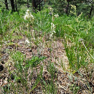 <i>Silene jenisseensis</i> Species of flowering plant