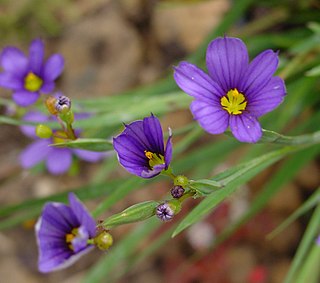 <i>Sisyrinchium</i> Genus of flowering plants in the Iris family Iridaceae