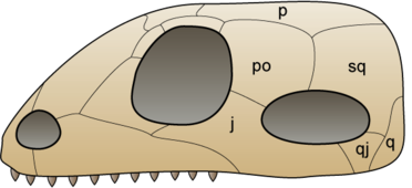 A schematic of a synapsid skull showing the location of major dermal bones, including the squamosal bone (Sq). Skull synapsida 1.png