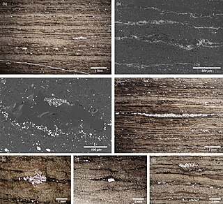 Soom Shale Late Ordovician lagerstatte formation in South Africa