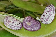 Rauwe limabonen (Speckled butterbeans) uit Jesup (Georgia)