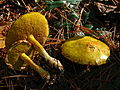 Suillus americanus