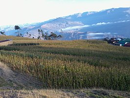 Tarata in Quiabaya