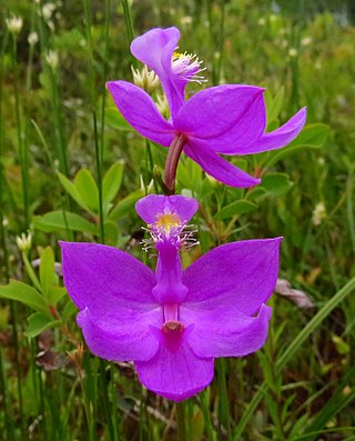 <i>Calopogon tuberosus</i> Species of orchid