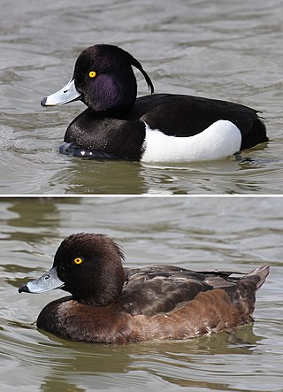 <span class="mw-page-title-main">Tufted duck</span> Species of bird