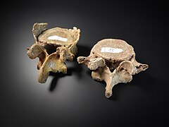 Vertebrae - lumbales.jpg