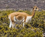 Vicuña