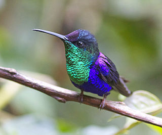 Crowned woodnymph Species of bird