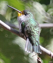 White-bellied Hummingbird.jpg