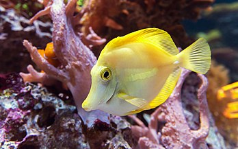 Un chirurgien jaune. (définition réelle 4 705 × 2 937)