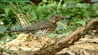 <span class="mw-page-title-main">Japanese thrush</span> Species of bird