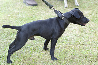 <span class="mw-page-title-main">Patterdale Terrier</span> Dog breed