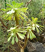 Aeonium urbicum