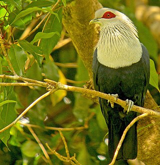 <span class="mw-page-title-main">Comoro blue pigeon</span> Species of bird