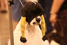 An American Cocker Spaniel with its ears wrapped in preparation for a dog show American cocker dogshow.jpg