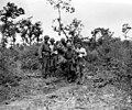 Blessés américains dans le bocage de Bloody Hill (guerre des Haies, Archives B.N)