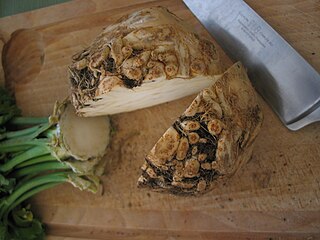 <span class="mw-page-title-main">Celeriac</span> Variety of plant