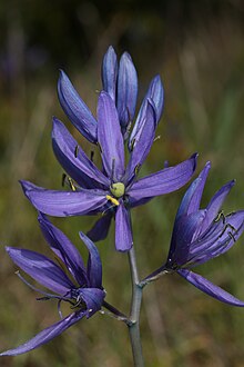 C. quamash subsp. maxima, Skagit County, Washington Camassia quamash 6394.JPG