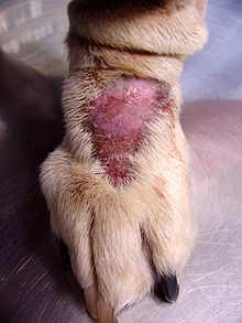 Lick granuloma from excessive licking Canine lick granuloma.jpg