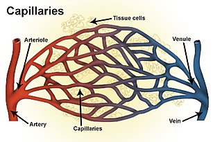 <span class="mw-page-title-main">Arteriole</span> Small arteries in the microcirculation