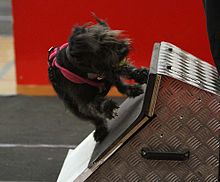 A Patterdale Terrier 'height dog' turning on the box after catching the ball during a race Chipflyball.jpg