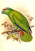 Amazon parrot