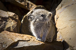 <span class="mw-page-title-main">Collared pika</span> Species of mammal