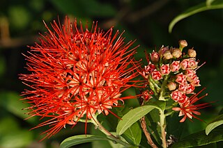 <span class="mw-page-title-main">Combretaceae</span> Family of flowering plants