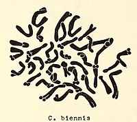 Chromosomen