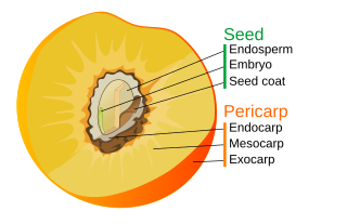 <span class="mw-page-title-main">Drupe</span> Fleshy fruit with hard inner layer (endocarp or stone) surrounding the seed