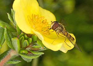 28 Episyrphus balteatus 1 uploaded by Pjt56, nominated by Pjt56 Vote for this image