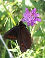 Erebia aethiops