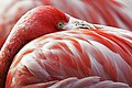 Image 36The red pigment in a flamingo's plumage comes from its diet of shrimps, which get it from microscopic algae. (from Animal coloration)