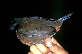 <i>Formicarius</i> (bird) Genus of birds