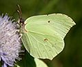 Sitruunaperhonen Gonepteryx rhamni