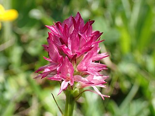 <i>Gymnadenia dolomitensis</i> Species of flowering plant