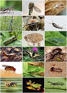 Insect Class of arthropods