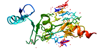 <span class="mw-page-title-main">KLF4</span> Protein-coding gene in the species Homo sapiens