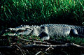 Salt water crocodile - Kakadu National Park