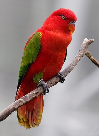 <span class="mw-page-title-main">Chattering lory</span> Species of bird