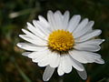 Støðugtblómandi summardái (Bellis perennis)