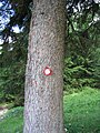 A blaze on a tree in Slovenia (the so-called Knafelc blaze, named after Alojz Knafelc)