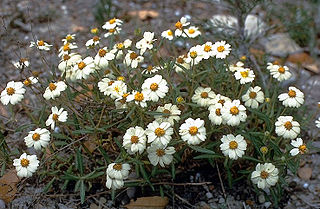 <span class="mw-page-title-main">Millerieae</span> Tribe of flowering plants