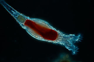 <span class="mw-page-title-main">Rotifer</span> Phylum of pseudocoelomate invertebrates