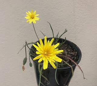 <i>Microseris walteri</i> Species of plant